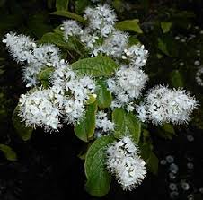 Image result for Pycnobotrya