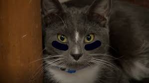 Homeward bound fanfiction archive with over 32 stories. Homeward Bound Offers Cat Draft Adoptions Ahead Of The Big Game Ksnv