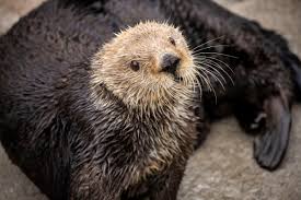 To my significant otter / romantic + couples + sweet + love / men's anniversary gift. Sea Otters Have Low Genetic Diversity Like Endangered Species Biologists Report Ucla