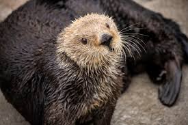 To my significant otter / romantic + couples + sweet + love / men's anniversary gift. Sea Otters Have Low Genetic Diversity Like Endangered Species Biologists Report Ucla