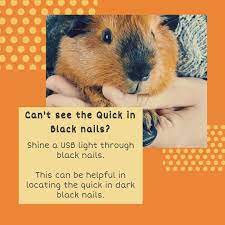Pin On Official Guinea Pigs Advice