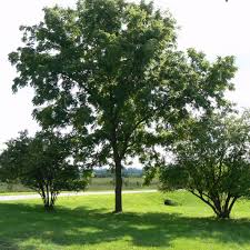 Image result for Juglans