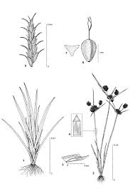 Image result for Cyperus squarrosus