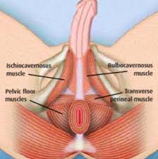 Today Is The Start Of Menshealthweek So Let S Talk Some Male Anatomy Regarding The Pelvic Floor The Muscles Of Pelvic Floor Mens Health Week Physical Therapy