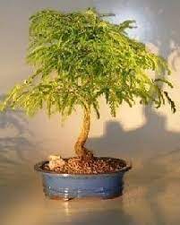 How to grow bonsai trees : Flowering Tamarind Bonsai Tree For Sale Large Tamarindus Indica Bonsai Tree Gardener