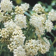 Image result for Asclepias albens