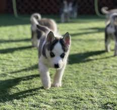 High quality west german showline,german shepherd breederlocated nearchicago, illinois.we show and train our dogs and offeradultgerman shepherddogs andgerman shepherd puppies for sale.vom ragnar kennelis owned and operated bynatalya babenkoand licensed veterinarian. Akc Siberian Husky Puppy Grace In Chicago Illinois Hoobly Classifieds Puppies For Sale Chicago Husky Puppy Husky Puppies For Sale