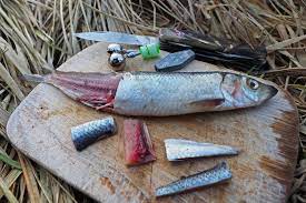 Quappen Schnappen Angeln Fische Angelkoder