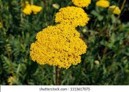 Fernleaf Yarrow Flower Essence Best Flower Wallpaper
