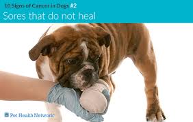 The warning signs of cancer in dogs are very similar to that in people. 10 Signs Of Cancer In Dogs