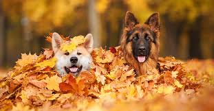 Die bearbeitung findet hiernach im steueramt statt. Hundesteuer Tarifcheck De