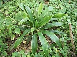 Image result for Isoglossa milanjiensis