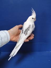 White Bird With Red Cheeks This Particular Bird Is A Whiteface Pearl Pied Lutino Cockatiels Are Mostly Yellow Or White With Bright Orange Cheeks And Red Eyes Cockatiel Pet Birds