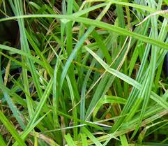 Image result for Carex leptosaccus
