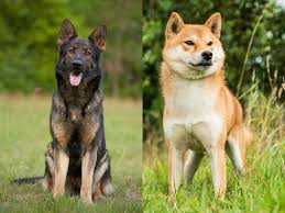 Shiba inu and pomeranian mix. Shiba Inu German Shepherd Mix Cost Lifespan And Temperament Family Life Share