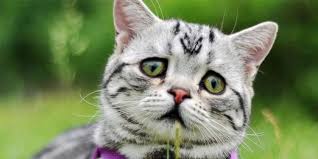 Maybe you would like to learn more about one of these? 10 Ciri Ciri Kucing Sedih Yang Harus Kamu Ketahui Pintarpet