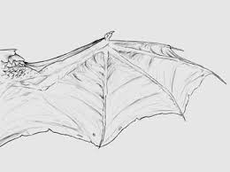 Tohru's dragon form appears as a big green european dragon with black wings and a light green underbelly. Taking Flight A Beginner S Guide Into Drawing Wings