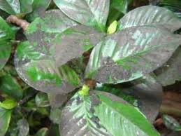 No dia 28 de maio, já hospitalizado, o homem começou a apresentar sintomas do fungo preto no olho esquerdo. Cochonilhas Fumagina E Pulgoes Fazfacil