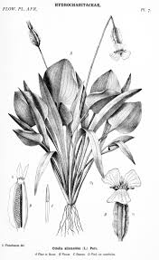 Image result for Coleotrype laurentii