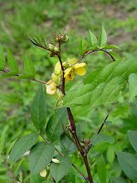 Image result for Senna occidentalis