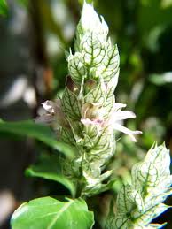 Image result for Justicia betonica