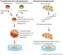 Stvolovye Kletki In Vivo I In Vitro Sistemnaya Shema Stareniya Cheloveka