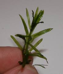 Image result for Hydrilla verticillata