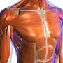 https://www.mayoclinic.org/diseases-conditions/thoracic-outlet-syndrome/symptoms-causes/syc-20353988 from back-in-business-physiotherapy.com