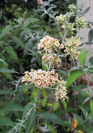 Image result for Buddleja dysophylla