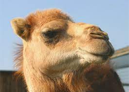 It's a test to see who can develop alzheimer's. How Camels And Llamas Are Inspiring New Treatments For Cancer Ms And More Fiercebiotech