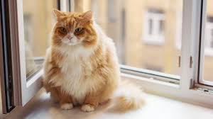 Kedimin Kilosu Normal Mi Ideal Kedi Kilosu Kedi Blog