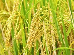 Paddy sowing continues to lag, acreage down by 8.25 per cent till August 18  - The Economic Times