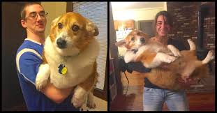 Corgis are supposed to have tails just like most other dogs. Meet Noah The Chubby Corgi Littlethings Com