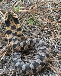 Record and instantly share video messages from your browser. Hognose Snakes Here S What They Look And Act Like And It S Funny