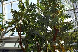 Image result for Bocconia