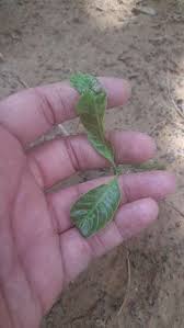 We did not find results for: Leaves Are Curling And Edges Turning Black Community Plantix