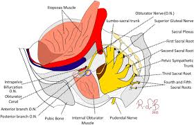 Image result for Obturator Nerve Compression