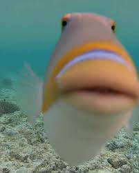How do you pronounce hawaii state fish humuhumunukunukuapua? Master Reef Guides It S All In The Name Triggerfish Facebook