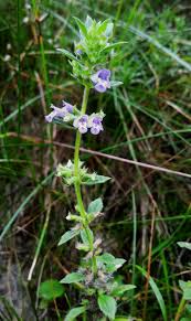 Image result for Achyrospermum micranthum