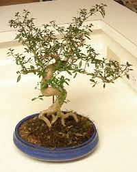 Once you know the secrets, serissa bonsai is easy to grow! Serissa Wikipedia