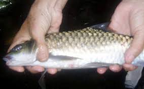 Indoor ras fish farm supply company/freshwater fish farming in india/aquaculture equipment malaysia. Better Cheaper Than Chicken Fisheries Research Group Develops New Strain Of Tilapia Free Malaysia Today Fmt