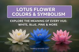 Image result for Lotus