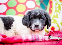 Learn more about saving grace animals for adoption in wake forest, nc, and search the available pets they have up for adoption on petfinder. Adopt Noel On Petfinder Newfoundland Dog Dog Mixes Pet Adoption