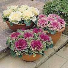 10 Low Maintenance Perennials Western Garden Centers Fall Container Gardens Cabbage Flowers Ornamental Cabbage