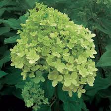 Other common names paniculate hydrangea 'silver dollar'. Low Maintenance Long Lasting Hydrangeas Finegardening