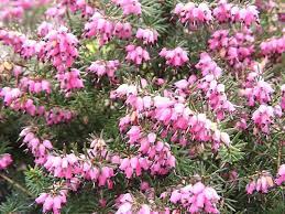 Heathers How To Grow And Care For Heather Plants Calluna Vulgaris Garden Helper Gardening Questions And Answers Heather Plant Plants Garden Helpers