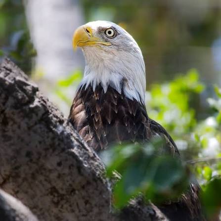 Happy Presidents' Day from Amelia the American bald eagle! 🇺🇸🦅 The Zoo  is open today, February 16, during our regular hours from 9:30 AM to 5 PM  for Presidents' Day. Alt-text: Amelia