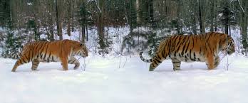 First Photos Taken Of Entire Amur Tiger Family Adventure Sports Network Amur Tiger Wildlife Conservation Society Endangered Tigers