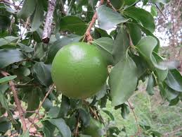 Image result for Strychnos cocculoides