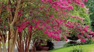 Crepe myrtle flowers falling off. The Complete Guide To Crepe Myrtle Trees Southern Living